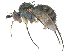  ( - CCDB-23305-D06)  @15 [ ] CreativeCommons - Attribution (2015) CBG Photography Group Centre for Biodiversity Genomics