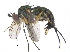  ( - CCDB-23305-D07)  @14 [ ] CreativeCommons - Attribution (2015) CBG Photography Group Centre for Biodiversity Genomics