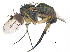  ( - CCDB-23305-D08)  @15 [ ] CreativeCommons - Attribution (2015) CBG Photography Group Centre for Biodiversity Genomics