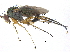  (Dolichopus amphericus - CCDB-23305-D09)  @15 [ ] CreativeCommons - Attribution (2015) CBG Photography Group Centre for Biodiversity Genomics