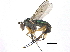  ( - CCDB-23305-D10)  @13 [ ] CreativeCommons - Attribution (2015) CBG Photography Group Centre for Biodiversity Genomics