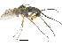  ( - CCDB-23305-D11)  @14 [ ] CreativeCommons - Attribution (2015) CBG Photography Group Centre for Biodiversity Genomics