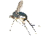  (Dolichopus albicoxa - CCDB-23305-D12)  @15 [ ] CreativeCommons - Attribution (2015) CBG Photography Group Centre for Biodiversity Genomics