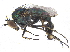  ( - CCDB-23305-E09)  @15 [ ] CreativeCommons - Attribution (2015) CBG Photography Group Centre for Biodiversity Genomics