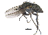  ( - CCDB-23305-F01)  @13 [ ] CreativeCommons - Attribution (2015) CBG Photography Group Centre for Biodiversity Genomics