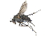  ( - CCDB-23305-F02)  @14 [ ] CreativeCommons - Attribution (2015) CBG Photography Group Centre for Biodiversity Genomics