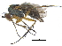  (Dolichopus affinis - CCDB-23305-F07)  @15 [ ] CreativeCommons - Attribution (2015) CBG Photography Group Centre for Biodiversity Genomics