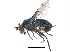  ( - CCDB-23305-F08)  @11 [ ] CreativeCommons - Attribution (2015) CBG Photography Group Centre for Biodiversity Genomics