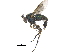  ( - CCDB-23305-F11)  @14 [ ] CreativeCommons - Attribution (2015) CBG Photography Group Centre for Biodiversity Genomics