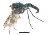  ( - CCDB-23305-G05)  @12 [ ] CreativeCommons - Attribution (2015) CBG Photography Group Centre for Biodiversity Genomics