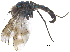  ( - CCDB-23305-G07)  @12 [ ] CreativeCommons - Attribution (2015) CBG Photography Group Centre for Biodiversity Genomics