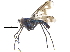  ( - CCDB-23305-G08)  @12 [ ] CreativeCommons - Attribution (2015) CBG Photography Group Centre for Biodiversity Genomics
