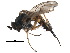  ( - CCDB-23306-C10)  @13 [ ] CreativeCommons - Attribution (2015) CBG Photography Group Centre for Biodiversity Genomics