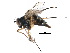  ( - CCDB-23306-C11)  @11 [ ] CreativeCommons - Attribution (2015) CBG Photography Group Centre for Biodiversity Genomics
