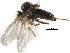  (Anthalia - CCDB-23306-H11)  @14 [ ] CreativeCommons - Attribution (2015) CBG Photography Group Centre for Biodiversity Genomics