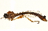  ( - CCDB-23500-B12)  @11 [ ] CreativeCommons - Attribution (2015) CBG Photography Group Centre for Biodiversity Genomics