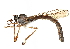  ( - CCDB-23500-C05)  @11 [ ] CreativeCommons - Attribution (2015) CBG Photography Group Centre for Biodiversity Genomics