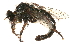  (Cyrtopogon marginalis - CCDB-23500-D08)  @12 [ ] CreativeCommons - Attribution (2015) CBG Photography Group Centre for Biodiversity Genomics