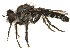  ( - CCDB-23500-D11)  @15 [ ] CreativeCommons - Attribution (2015) CBG Photography Group Centre for Biodiversity Genomics