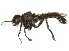 (Cyrtopogon banksi - CCDB-23500-D12)  @15 [ ] CreativeCommons - Attribution (2015) CBG Photography Group Centre for Biodiversity Genomics