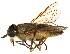  (Tabanus quinquevittatus - CCDB-23501-B11)  @15 [ ] CreativeCommons - Attribution (2015) CBG Photography Group Centre for Biodiversity Genomics