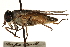  ( - CCDB-23501-C11)  @11 [ ] CreativeCommons - Attribution (2015) CBG Photography Group Centre for Biodiversity Genomics