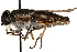  (Tabanus lineola - CCDB-23501-D07)  @11 [ ] CreativeCommons - Attribution (2015) CBG Photography Group Centre for Biodiversity Genomics