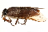  ( - CCDB-23501-E01)  @15 [ ] CreativeCommons - Attribution (2015) CBG Photography Group Centre for Biodiversity Genomics