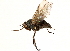  ( - CCDB-23502-B09)  @14 [ ] CreativeCommons - Attribution (2015) CBG Photography Group Centre for Biodiversity Genomics