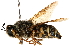  (Stratiomys lativentris - CCDB-23502-E05)  @11 [ ] CreativeCommons - Attribution (2015) CBG Photography Group Centre for Biodiversity Genomics