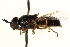  (Odontomyia interrupta - CCDB-23502-E08)  @11 [ ] CreativeCommons - Attribution (2015) CBG Photography Group Centre for Biodiversity Genomics