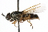  ( - CCDB-23502-E09)  @11 [ ] CreativeCommons - Attribution (2015) CBG Photography Group Centre for Biodiversity Genomics