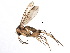  (Rondaniella - CCDB-23503-B01)  @15 [ ] CreativeCommons - Attribution (2015) CBG Photography Group Centre for Biodiversity Genomics