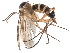  (Saigusaia - CCDB-23503-B04)  @15 [ ] CreativeCommons - Attribution (2015) CBG Photography Group Centre for Biodiversity Genomics