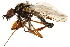  ( - CCDB-23503-C02)  @13 [ ] CreativeCommons - Attribution (2015) CBG Photography Group Centre for Biodiversity Genomics