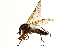  ( - CCDB-23503-C03)  @14 [ ] CreativeCommons - Attribution (2015) CBG Photography Group Centre for Biodiversity Genomics