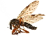  (Bibio xanthopus - CCDB-23503-C06)  @15 [ ] CreativeCommons - Attribution (2015) CBG Photography Group Centre for Biodiversity Genomics