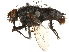  ( - CCDB-23503-G08)  @14 [ ] CreativeCommons - Attribution (2015) CBG Photography Group Centre for Biodiversity Genomics