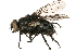  ( - CCDB-23504-A08)  @14 [ ] CreativeCommons - Attribution (2015) CBG Photography Group Centre for Biodiversity Genomics