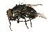  ( - CCDB-23504-A09)  @13 [ ] CreativeCommons - Attribution (2015) CBG Photography Group Centre for Biodiversity Genomics
