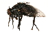  ( - CCDB-23504-A12)  @11 [ ] CreativeCommons - Attribution (2015) CBG Photography Group Centre for Biodiversity Genomics