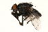  ( - CCDB-23504-B01)  @14 [ ] CreativeCommons - Attribution (2015) CBG Photography Group Centre for Biodiversity Genomics