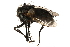  ( - CCDB-23504-C11)  @11 [ ] CreativeCommons - Attribution (2015) CBG Photography Group Centre for Biodiversity Genomics