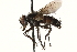  ( - CCDB-23504-D07)  @11 [ ] CreativeCommons - Attribution (2015) CBG Photography Group Centre for Biodiversity Genomics