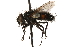  ( - CCDB-23504-E10)  @11 [ ] CreativeCommons - Attribution (2015) CBG Photography Group Centre for Biodiversity Genomics