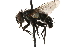  (Aplomya - CCDB-23504-E11)  @15 [ ] CreativeCommons - Attribution (2015) CBG Photography Group Centre for Biodiversity Genomics