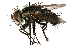  ( - CCDB-23504-F09)  @13 [ ] CreativeCommons - Attribution (2015) CBG Photography Group Centre for Biodiversity Genomics