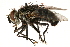  ( - CCDB-23504-F11)  @13 [ ] CreativeCommons - Attribution (2015) CBG Photography Group Centre for Biodiversity Genomics