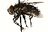  ( - CCDB-23504-G02)  @13 [ ] CreativeCommons - Attribution (2015) CBG Photography Group Centre for Biodiversity Genomics
