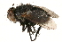  ( - CCDB-23504-G10)  @13 [ ] CreativeCommons - Attribution (2015) CBG Photography Group Centre for Biodiversity Genomics